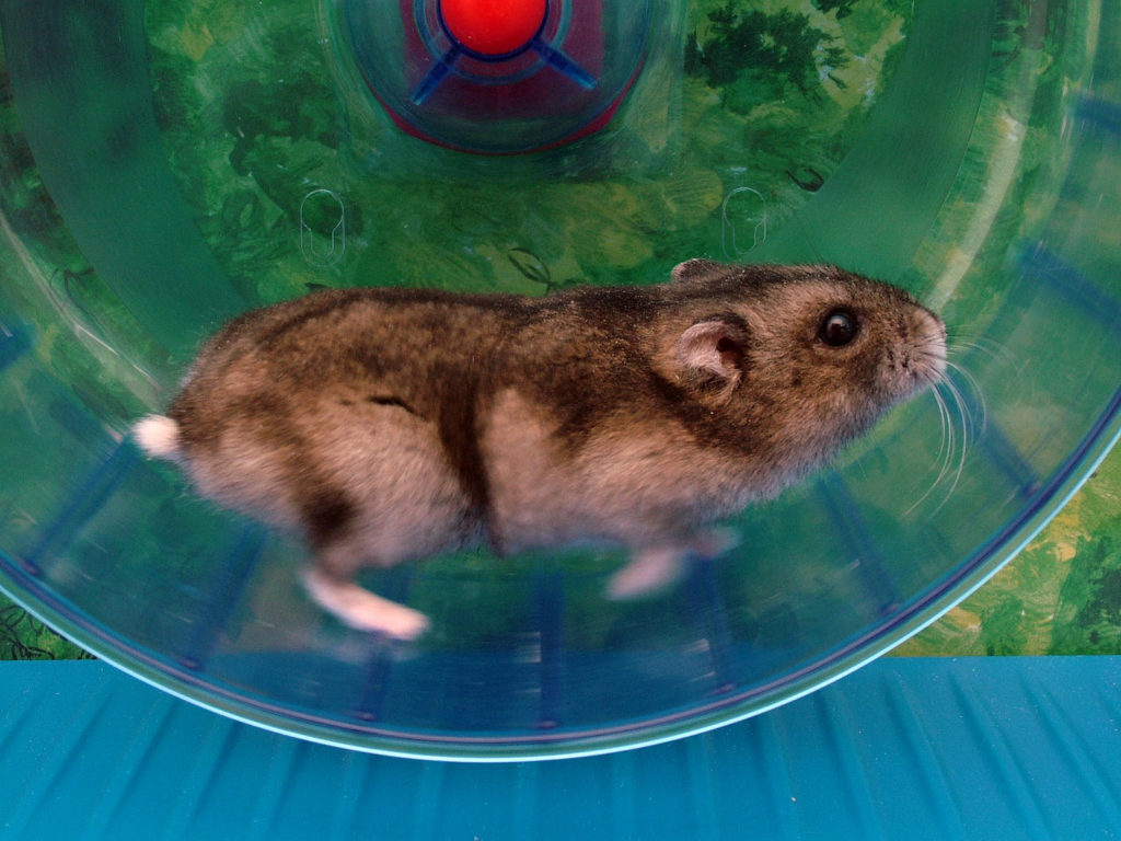 Hamster On A Wheel